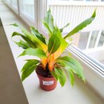 Chlorophytum orchi. " Green Orange " - Zielistka - obrazek 17