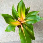 Chlorophytum orchi. " Green Orange " - Zielistka - obrazek 22
