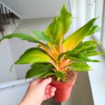 Chlorophytum orchi. " Green Orange " - Zielistka - obrazek 21