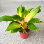 Chlorophytum orchi. " Green Orange " - Zielistka - obrazek 20