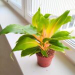 Chlorophytum orchi. " Green Orange " - Zielistka - obrazek 19