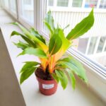 Chlorophytum orchi. " Green Orange " - Zielistka - obrazek 18
